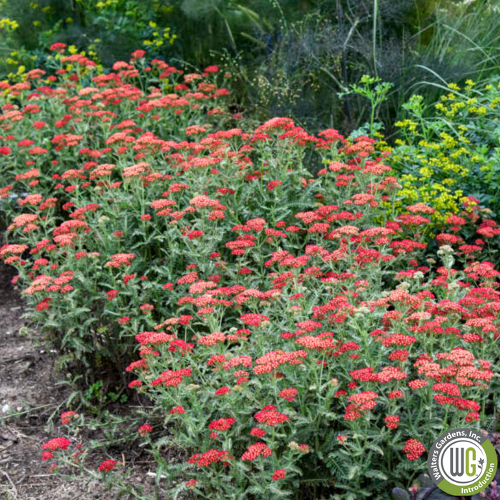 'Sassy Summer Sangria' Yarrow | Achillea hybrid