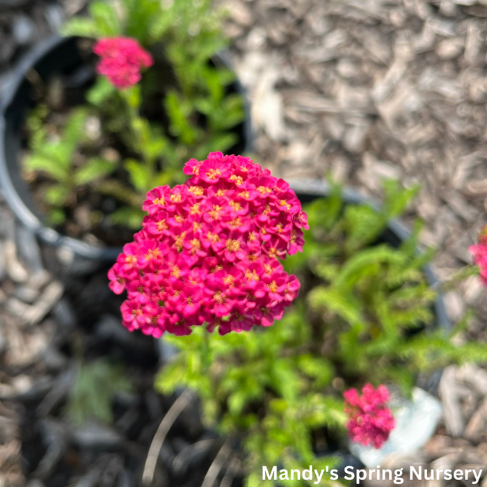 'Sassy Summer Taffy' Yarrow | Achillea hybrid