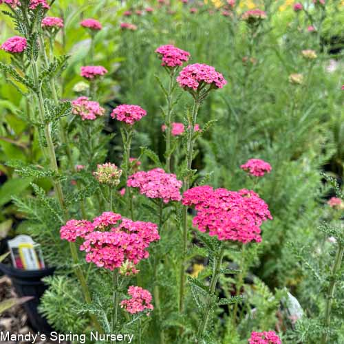 'Sassy Summer Taffy' Yarrow | Achillea hybrid