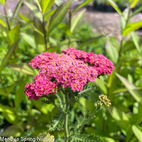 'Sassy Summer Taffy' Yarrow | Achillea hybrid
