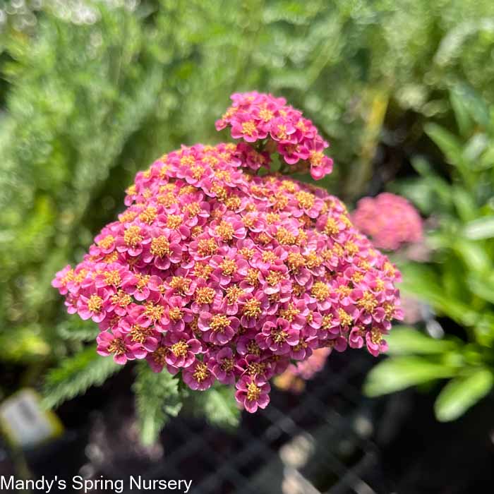'Sassy Summer Taffy' Yarrow | Achillea hybrid