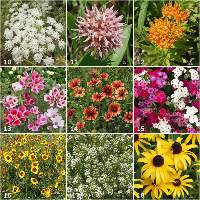 Scatter Garden | Butterfly Habitat