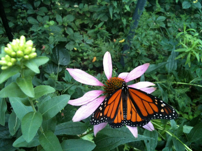 Scatter Garden | Butterfly Habitat