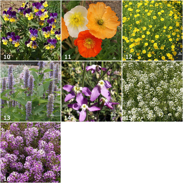 Scatter Garden | Fragrant Flower