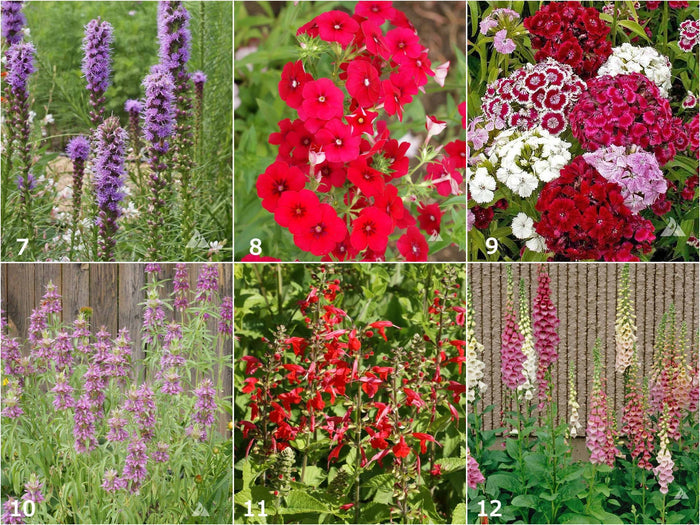 Scatter Garden | Hummingbird | Best Seller | Bird lovers