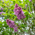 Sensation Lilac | Syringa vulgaris