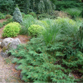 Siberian Carpet Cypress | Microbiota decussata