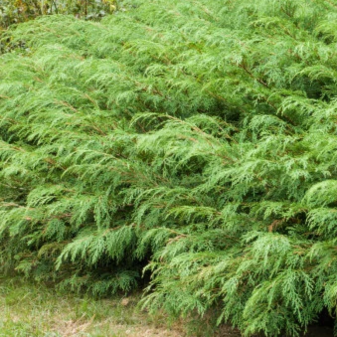 Siberian Carpet Cypress | Microbiota decussata