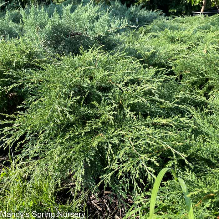 Siberian Carpet Cypress | Microbiota decussata