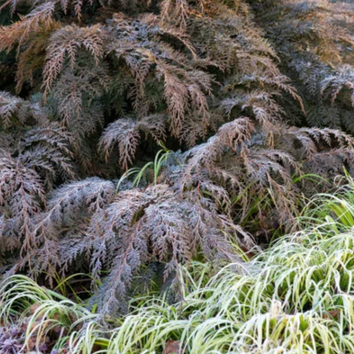 Siberian Carpet Cypress | Microbiota decussata