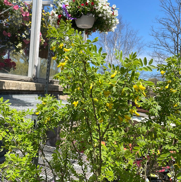 Siberian Peashrub | Caragana arborescens
