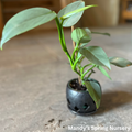 Silver Sword Philodendron | Philodendron hastatum