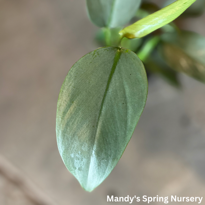 Silver Sword Philodendron | Philodendron hastatum