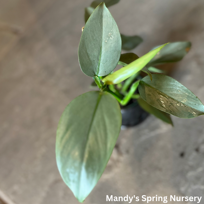 Silver Sword Philodendron | Philodendron hastatum