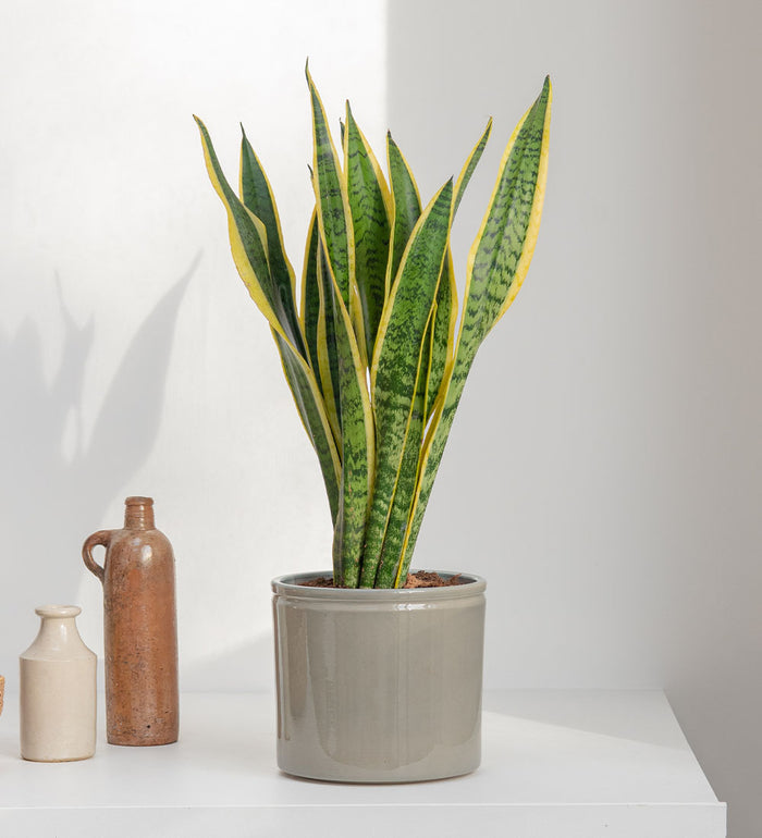 Snake Plant