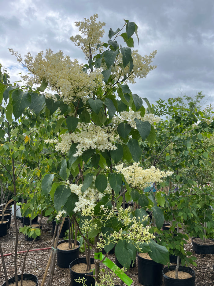 Snowdance Japanese Lilac Tree | Syringa reticulata 'Bailnce'