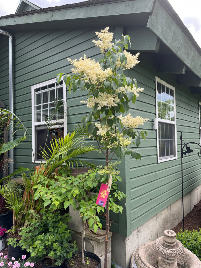 Snowdance Japanese Lilac Tree | Syringa reticulata 'Bailnce'