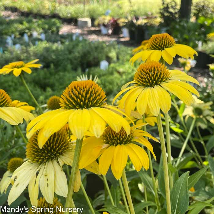 SOMBRERO® Lemon Yellow Coneflower | Echinacea
