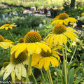 SOMBRERO® Lemon Yellow Coneflower | Echinacea