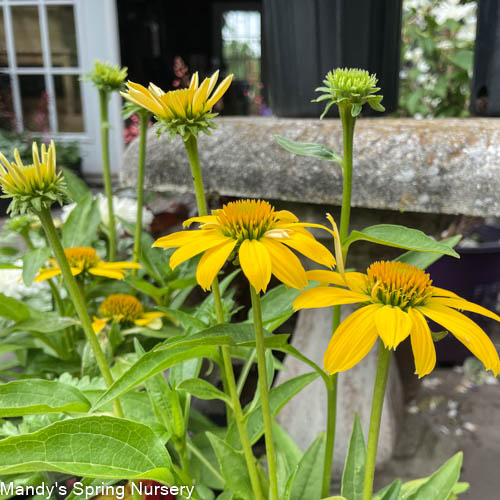 SOMBRERO® Lemon Yellow Coneflower | Echinacea