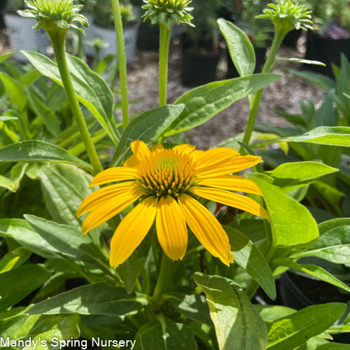 SOMBRERO® Lemon Yellow Coneflower | Echinacea