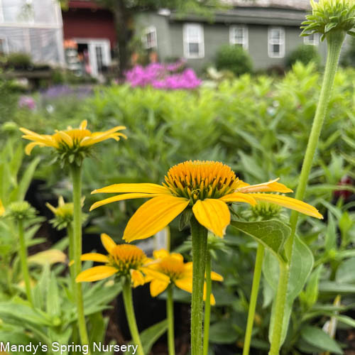 SOMBRERO® Lemon Yellow Coneflower | Echinacea