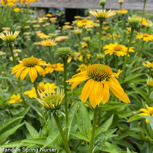 SOMBRERO® Lemon Yellow Coneflower | Echinacea