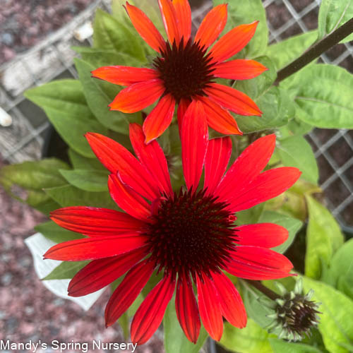 Sombrero Sangrita Coneflower | Echinacea hybrid