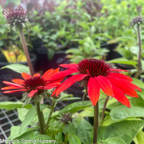 Sombrero Sangrita Coneflower | Echinacea hybrid