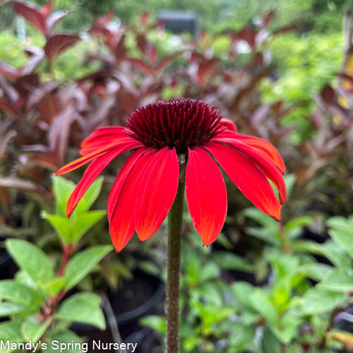 Sombrero Sangrita Coneflower | Echinacea hybrid