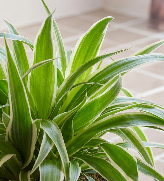 Spider Plant