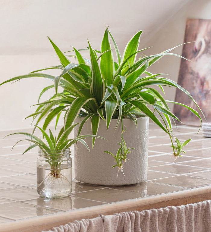 Spider Plant
