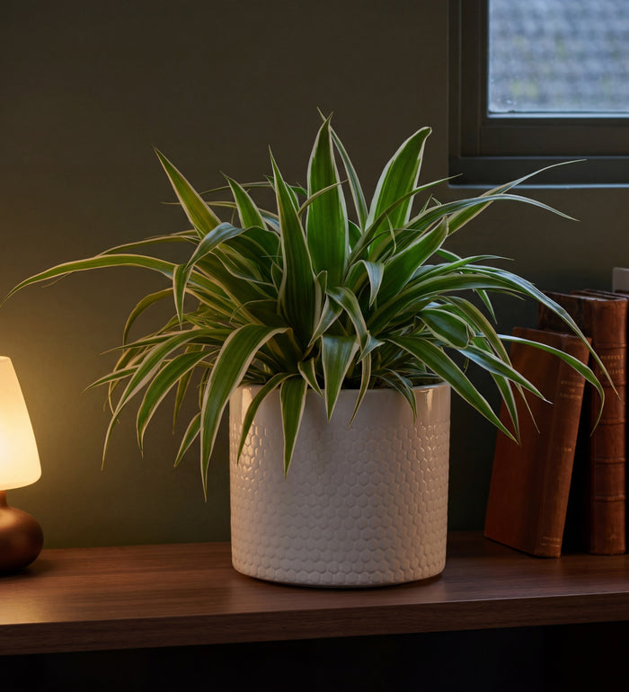 Spider Plant