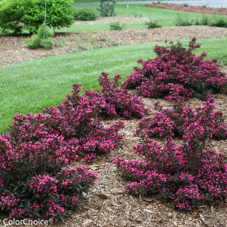 Spilled Wine Weigela | Weigela florida