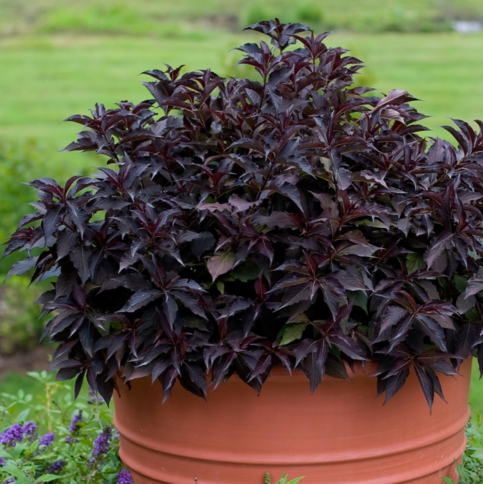 Spilled Wine Weigela | Weigela florida
