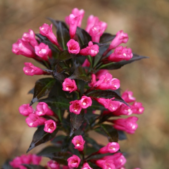 Spilled Wine Weigela | Weigela florida