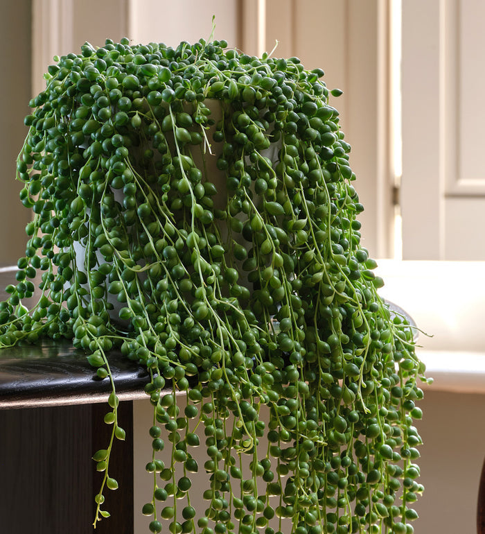 String of Pearls