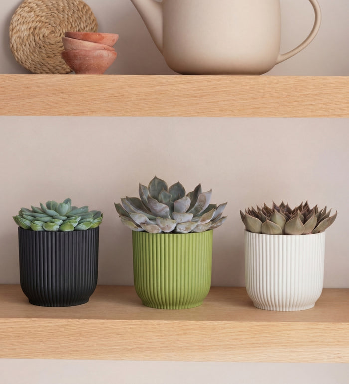 Succulent trio & Pots