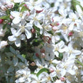 Sugar Tyme Crabapple | Malus 'Sutyzam'