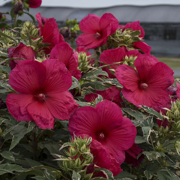 'Summer Carnival' Hibiscus