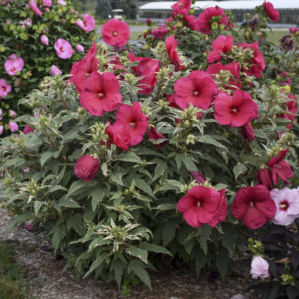 'Summer Carnival' Hibiscus