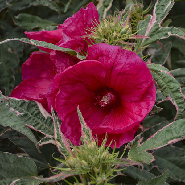 'Summer Carnival' Hibiscus