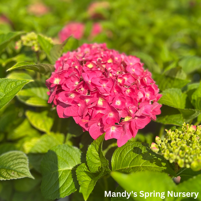 Summer Crush Reblooming Bigleaf Endless Summer® Hydrangea | Hydrangea macrophylla