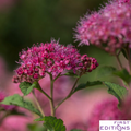 Superstar Spirea | Spiraea x bumalda