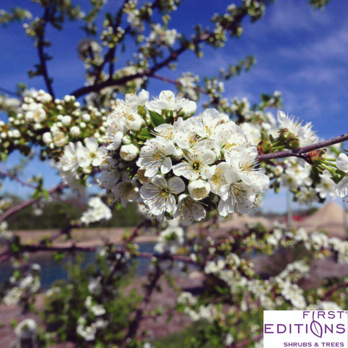 'Sweet Cherry Pie' Cherry Tree | Prunus cerasus 'Eubank'