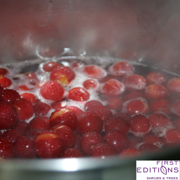 'Sweet Cherry Pie' Cherry Tree | Prunus cerasus 'Eubank'