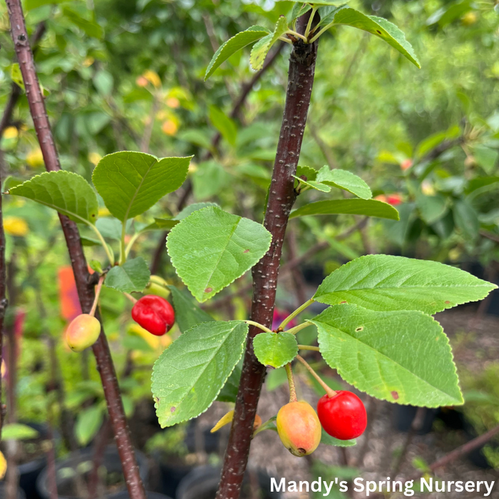 'Sweet Cherry Pie' Cherry Tree | Prunus cerasus 'Eubank'
