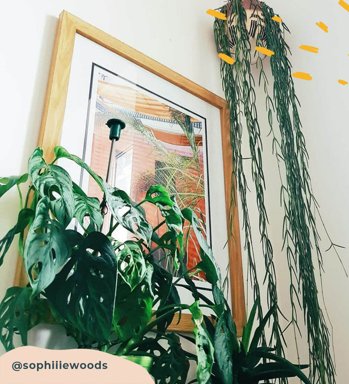 Swiss Cheese Obliqua