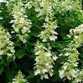 Tardiva Hydrangea Tree | Hydrangea paniculata 'Tardiva'