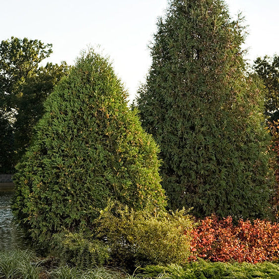 Technito Arborvitae | Thuja occidentalis 'BailJohn'